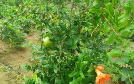 范县天气预报的简单介绍
